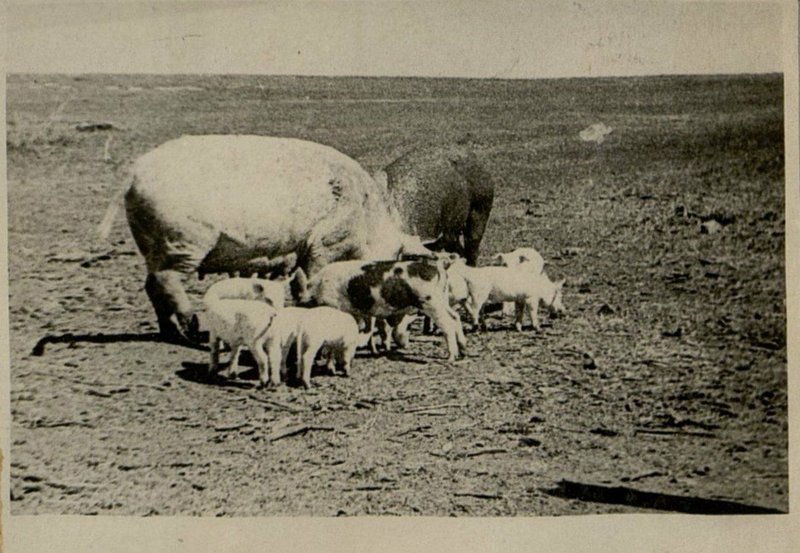 Фотография: Подсобное хозяйство