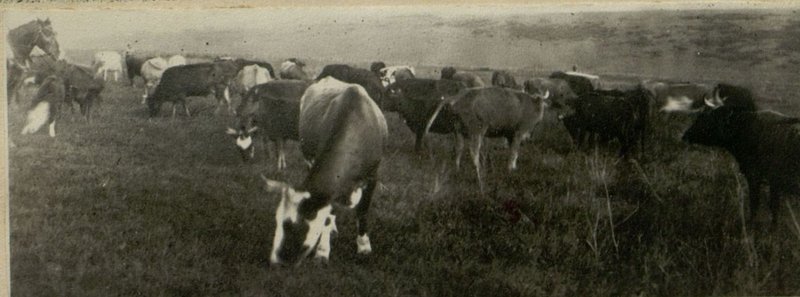 Image: Food and feed supply