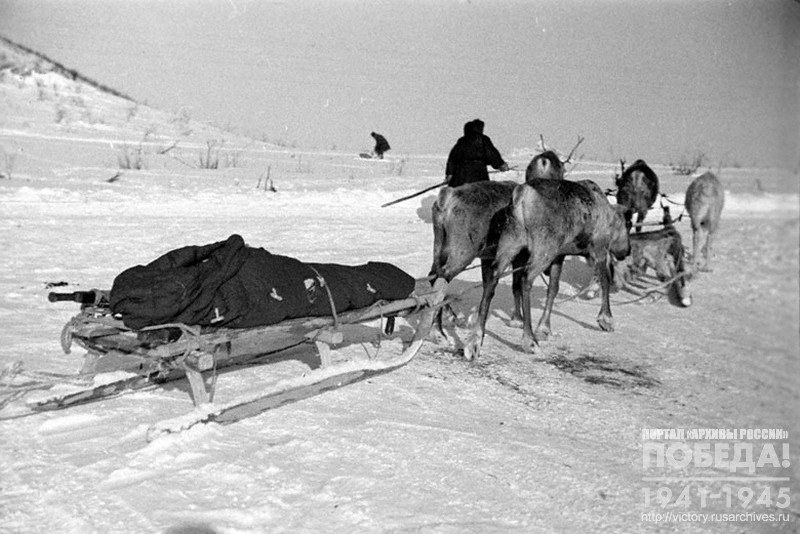 Transporting a wounded in a deer-sled