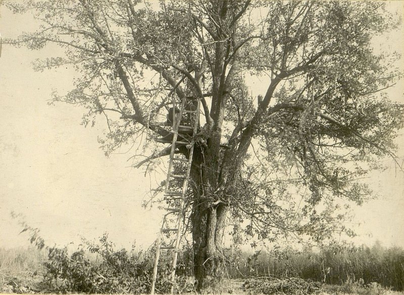 Image: Our artillery bombardment destroyed the enemy Observation Post located on a tree