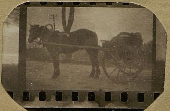 Фотография: Двуколка и лошадка Александра Павловича Сметанина. С ними он прошел путь в 2350 километров.