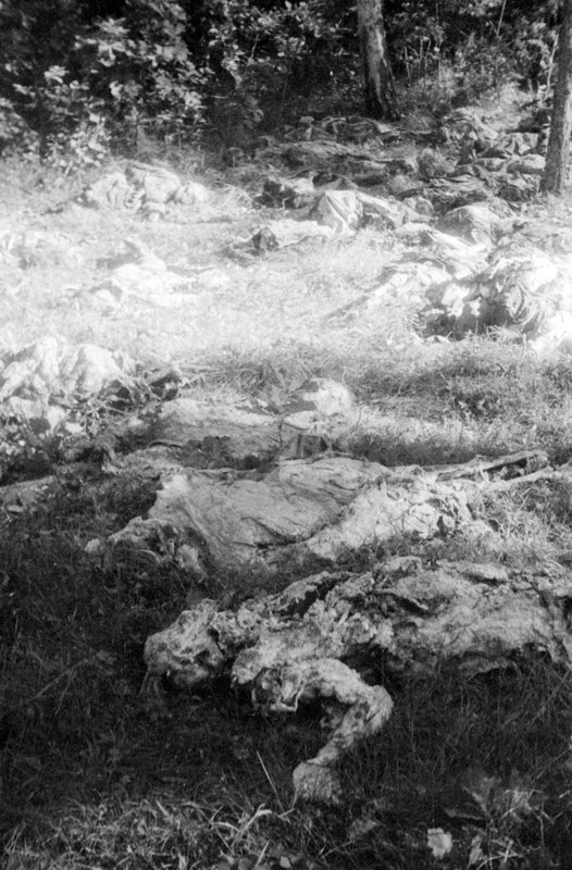 Remains of prisoners, tortured by Nazis on the territory Majdanek concentration camp