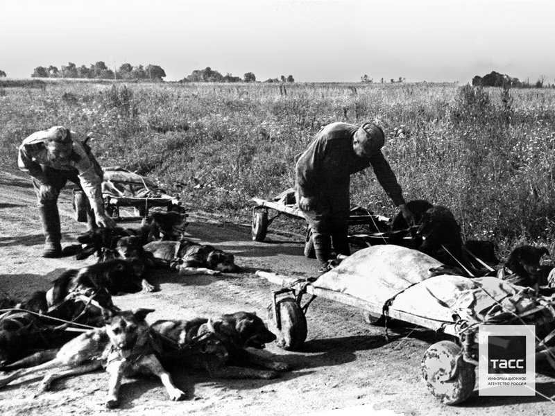 Red Army soldiers prepare improvised dog-drawn carts to transport the wounded to a military hospital, Orel Region, 1943