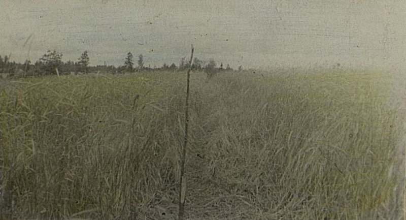 Фотография: Устройство просеки для военно-полевых железных дорог