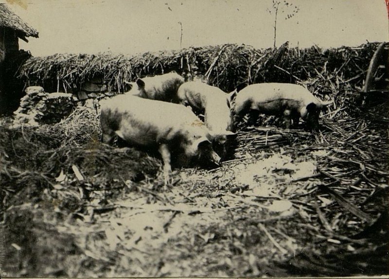 Фотография: Свинарник