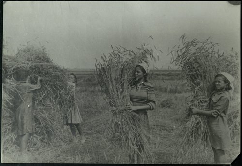 Pioneers and schoolchildren of Kazan harvest. Kazan. 1941-1945