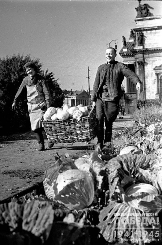 N-hospital staff E. Skarionova and M. Bakulin harvest cabbage