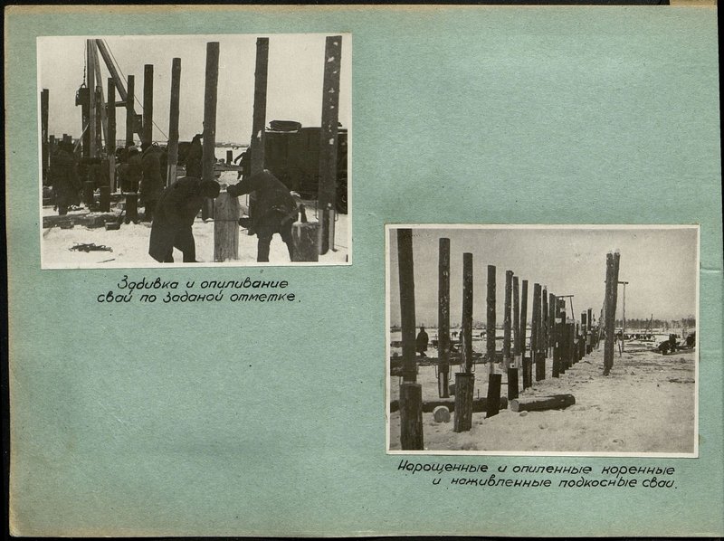 Original image: Overgrown and sawed root and baited piles