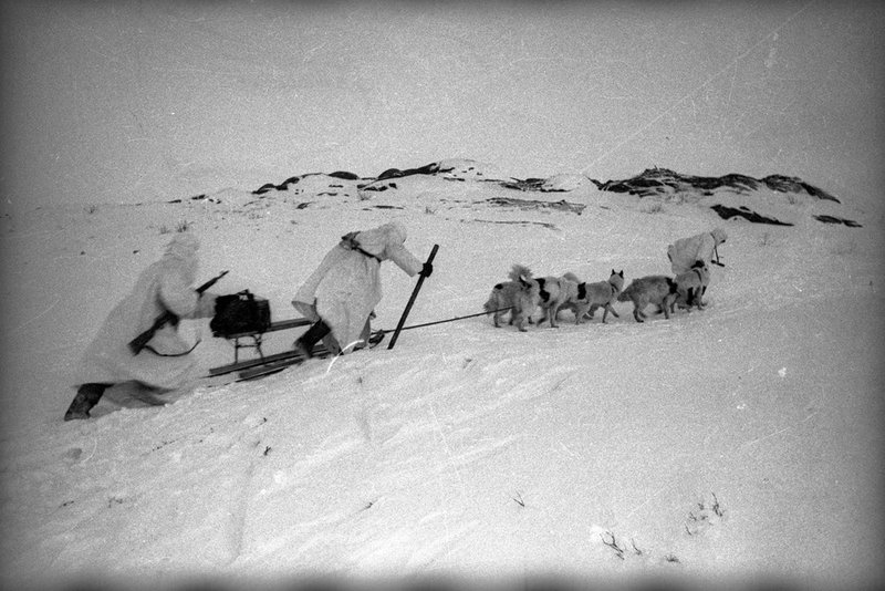 Arctic Dogs