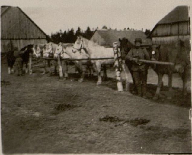 Фотография: Кони Артдивизиона