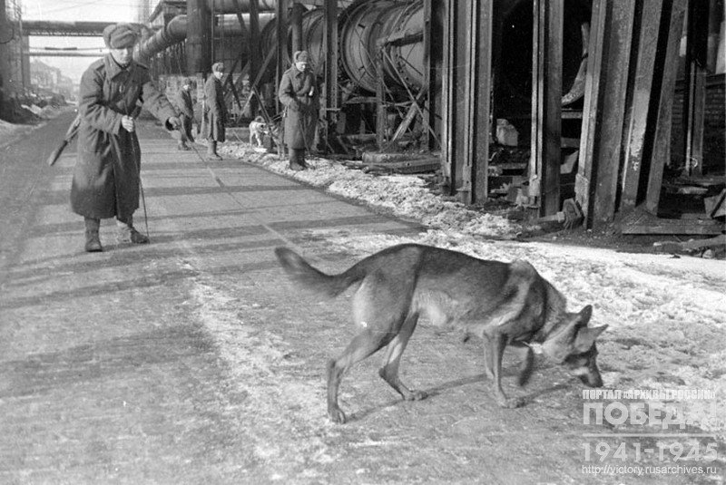 Soviet bomb defusal specialists with specially trained dogs clearing the territory of the "Weis Manfred" factory in Budapest from the mines