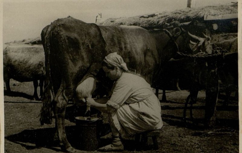 Фотография: Подсобное хозяйство