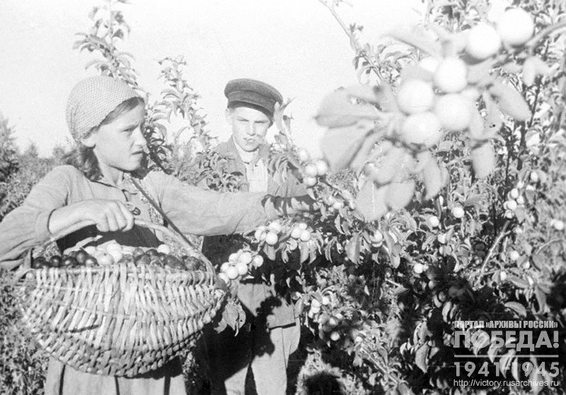 Ученики Березовской средней школы убирают урожай фруктов в саду одного из колхозов области