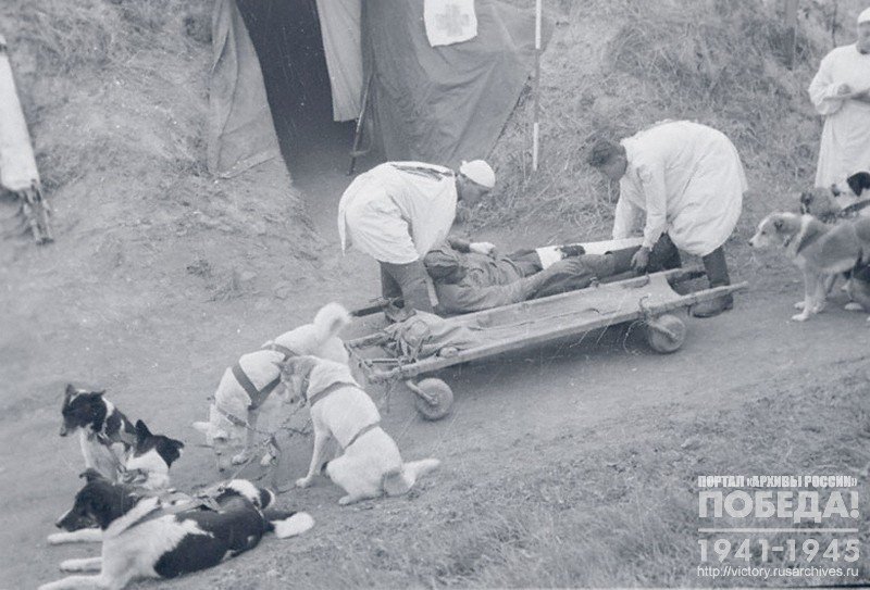 Transporting the wounded to a field hospital in a dog-sled