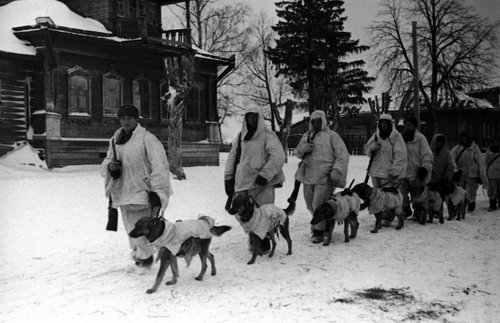 Отряд под командованием Лебедева направляется с собаками – истребителями танков на выполнение боевого задания