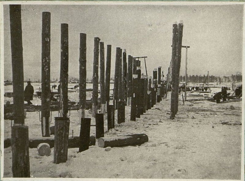 Image: Overgrown and sawed root and baited piles