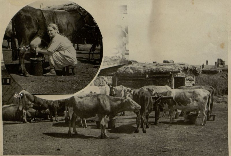 Фотография: Подсобное хозяйство