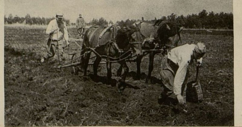 Фотография: Подсобное хозяйство