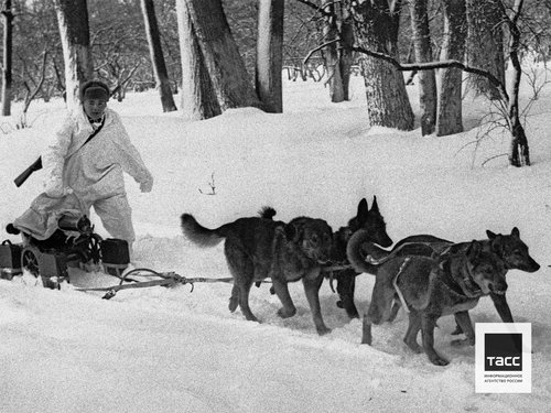 Перевозка пулемета на ездовых собаках, 1942 год