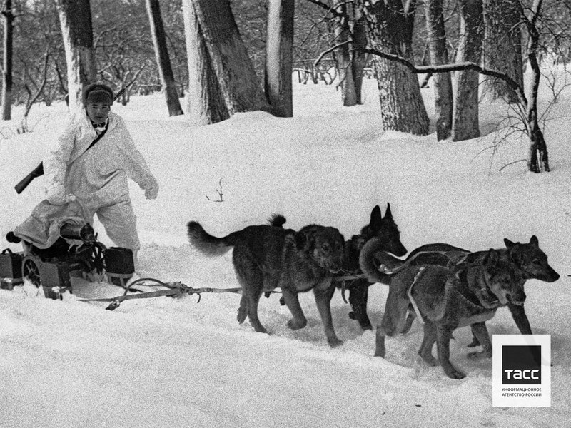Transportation of a machine gun on sled dogs, 1942. Photo by Leonid Velikzhanin/TASS