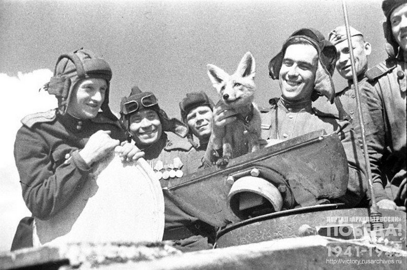 Танкисты со своим питомцем – любимицей лисичкой Трофейкой