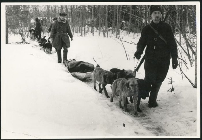 ЖИВОТНЫЕ НА ВОЙНЕ