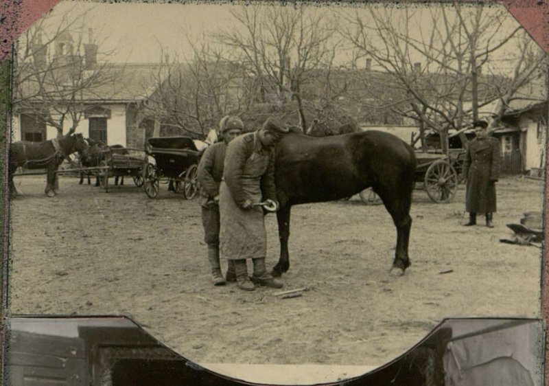 Image: Horse yard