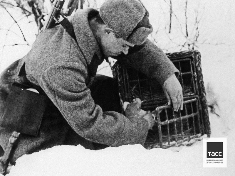 Soldier A. Goncharov sends a pigeon with a report