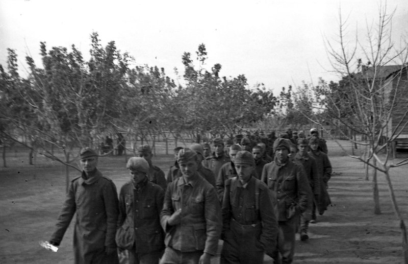 Column of German soldiers captured near Stalingrad