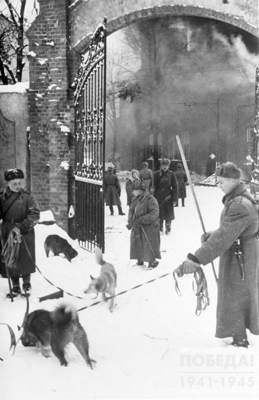 Soviet bomb defusal unit clearing one of the streets of Tilsit from the mines with the help of trained dogs