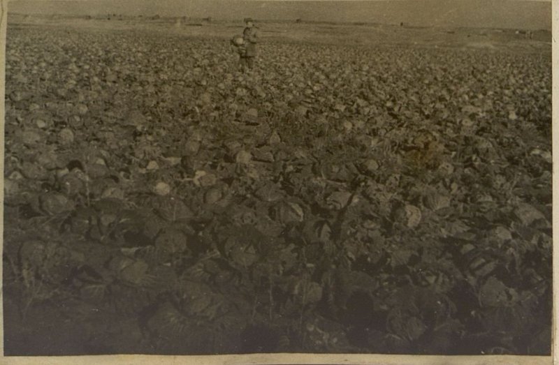 Фотография: Подсобное хозяйство