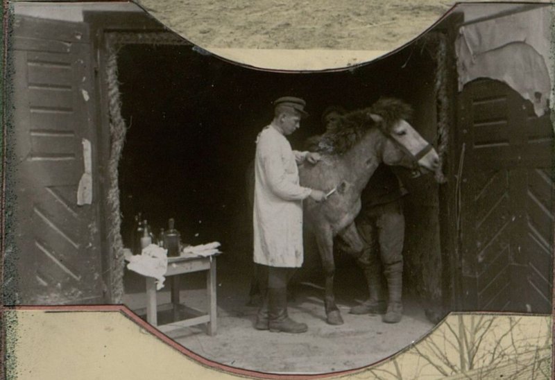 Image: Horse yard