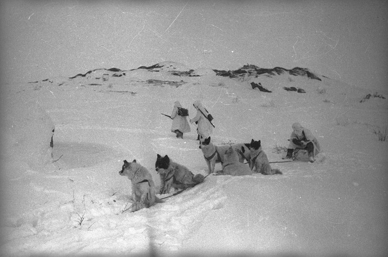 Arctic Dogs