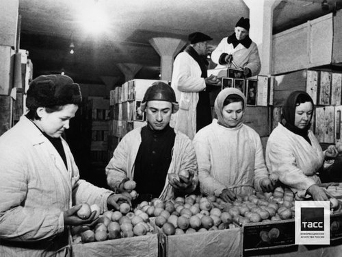 Подготовка к продаже мандаринов и лимонов в магазине №3 Главного управления консервной промышленности