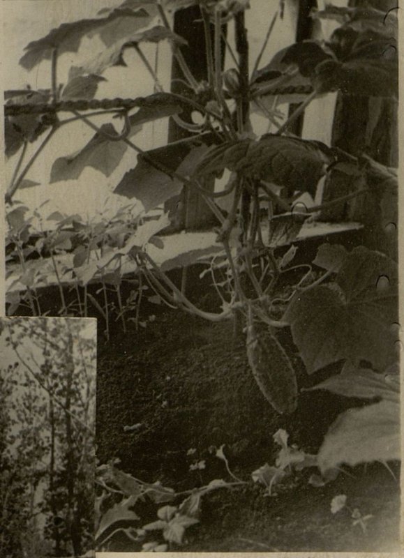 Фотография: Подсобное хозяйство