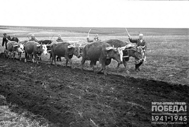 Звено № 100 колхоза «Дружба» пашет на коровах выполняя норму по 2,5 гектара при норме 1,5 гектара