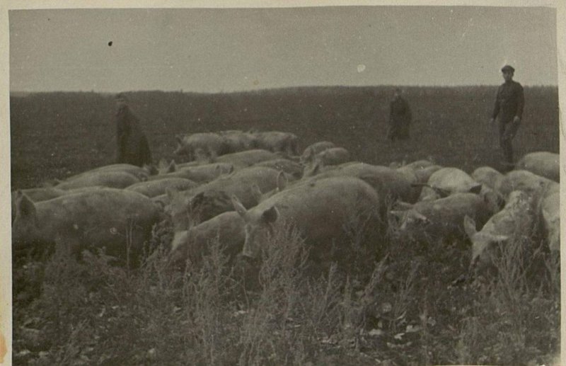 Фотография: Подсобное хозяйство