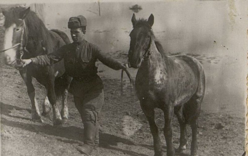 Фотография: Ездовой краноармеец И.А. Шердяков ведет коней с водопоя