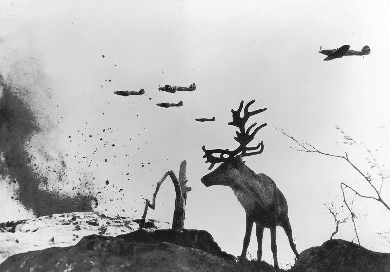 Deer Yasha. Polar region.