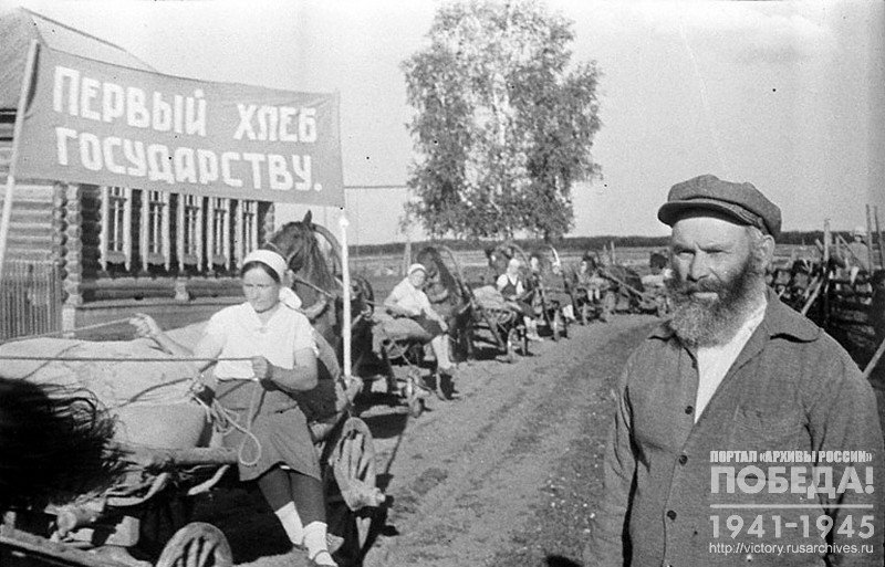 The first wagon train with new harvest grain of the "Avangard" collective farm goes to the elevator