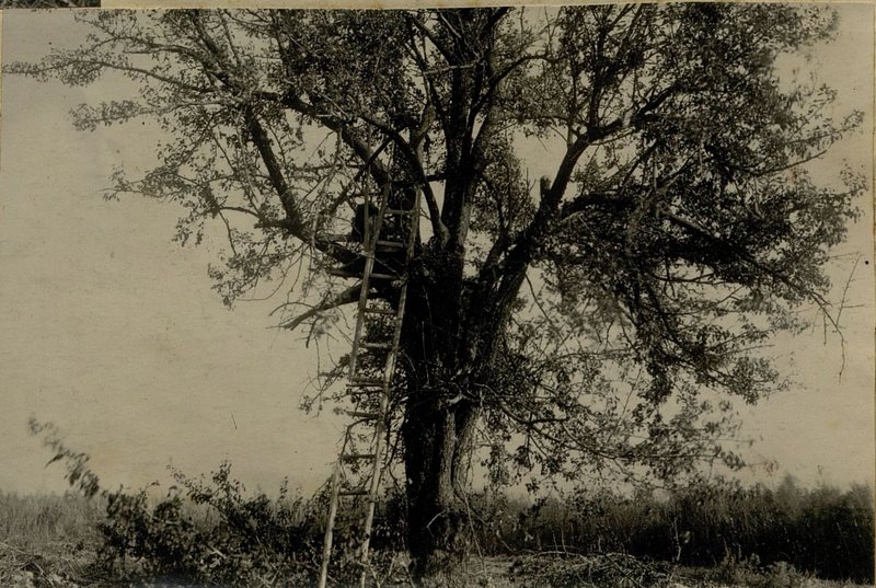 Image: Our artillery bombardment destroyed the enemy Observation Post located on a tree