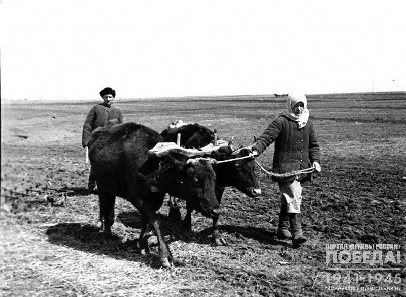 Колхозница колхоза «Привет Октябрю» Самарского района С.И. Мартышенко обучает своих коров ходить с бороной