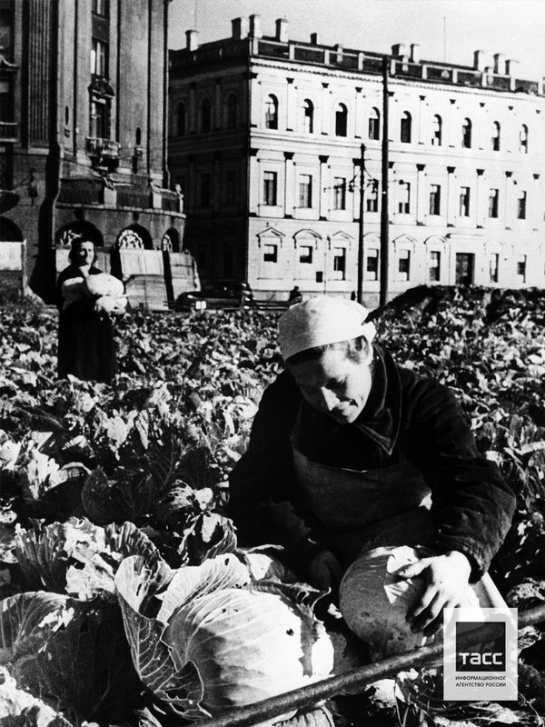 Выращивание овощей на Исаакиевской площади во время блокады города, Ленинград, август 1942 г.