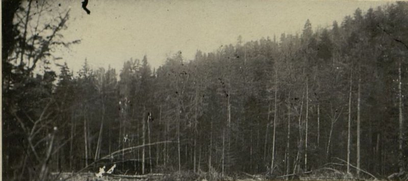 Фотография: Тайга