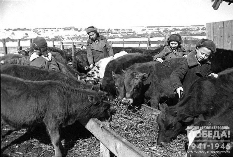 Schoolchildren take care of calves at the livestock enterprise of collective farm “Gigat”