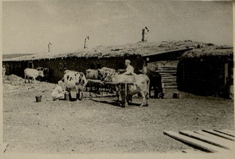 Фотография: Подсобное хозяйство