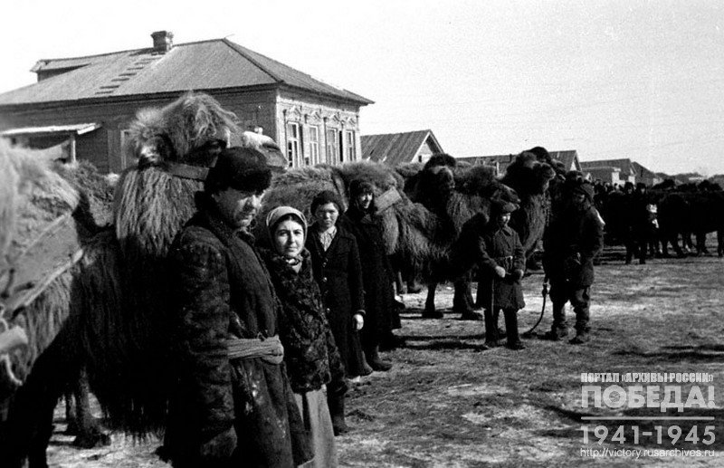 Подготовка тягловой силы (верблюдов) к весеннему севу в колхозе им. Горького